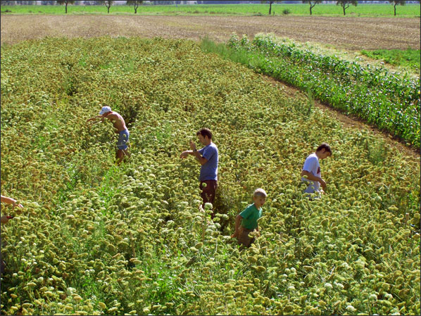Bio-Saatgutz&uuml;chtung - M&ouml;hrenpflanzen in voller Bl&uuml;te