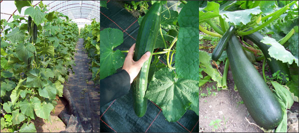 Biogurken und Biozucchini von der &Ouml;kokiste Leipzig