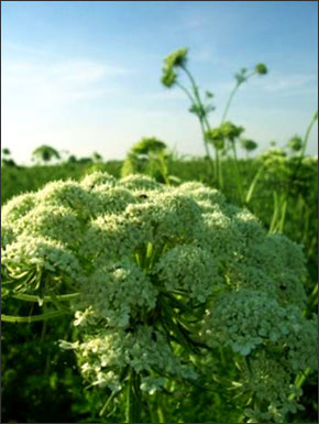 M&ouml;hrenbl&uuml;ten